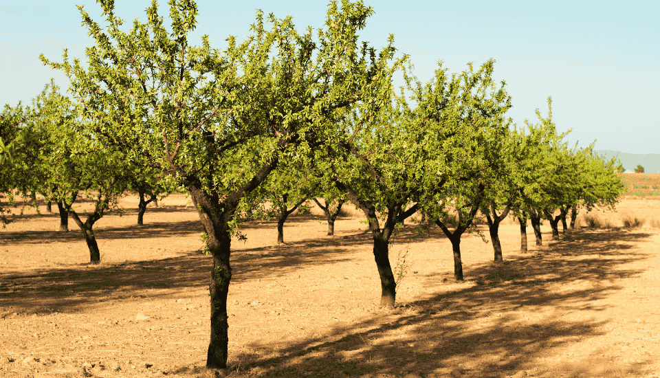 COAG denuncia la indefensión de la almendra española frente a la competencia desleal de EE.UU.