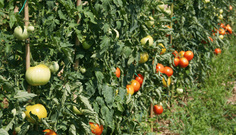 La climatología y los bajos precios provocarán pérdidas de 72,52 millones de euros a los productores de tomate