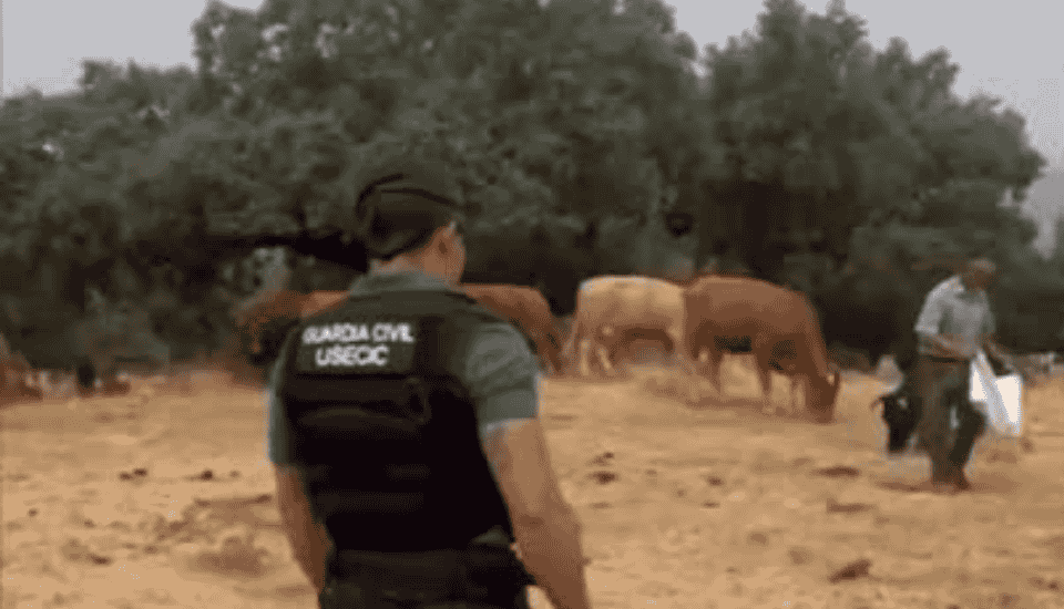 La Guardia Civil escolta a ganaderos evacuados de Jarilla y Gargantilla para alimentar a su ganado