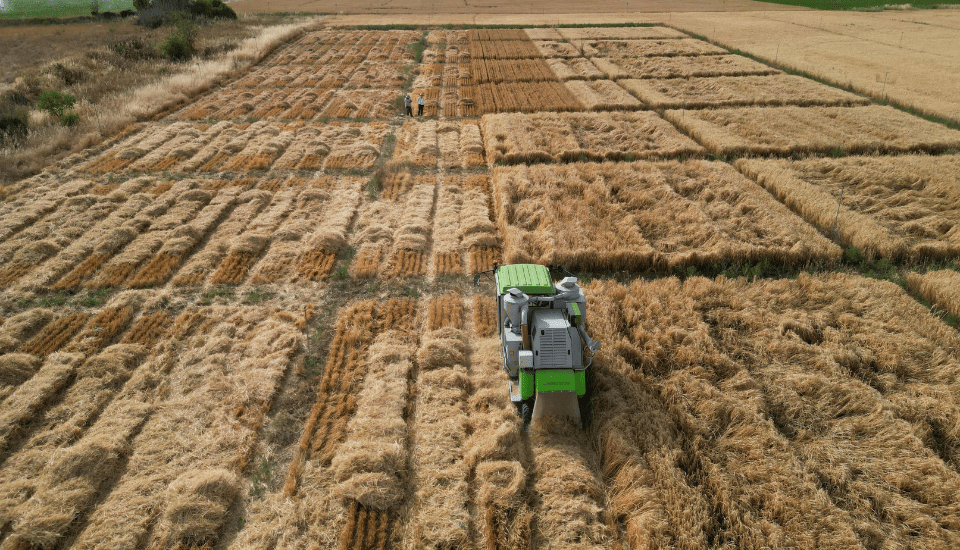 El Ministerio de Agricultura concluye la campaña de ensayos de cultivos de invierno para el registro de nuevas variedades