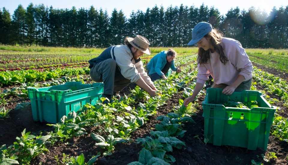 Jóvenes agricultores recolectan un cultivo