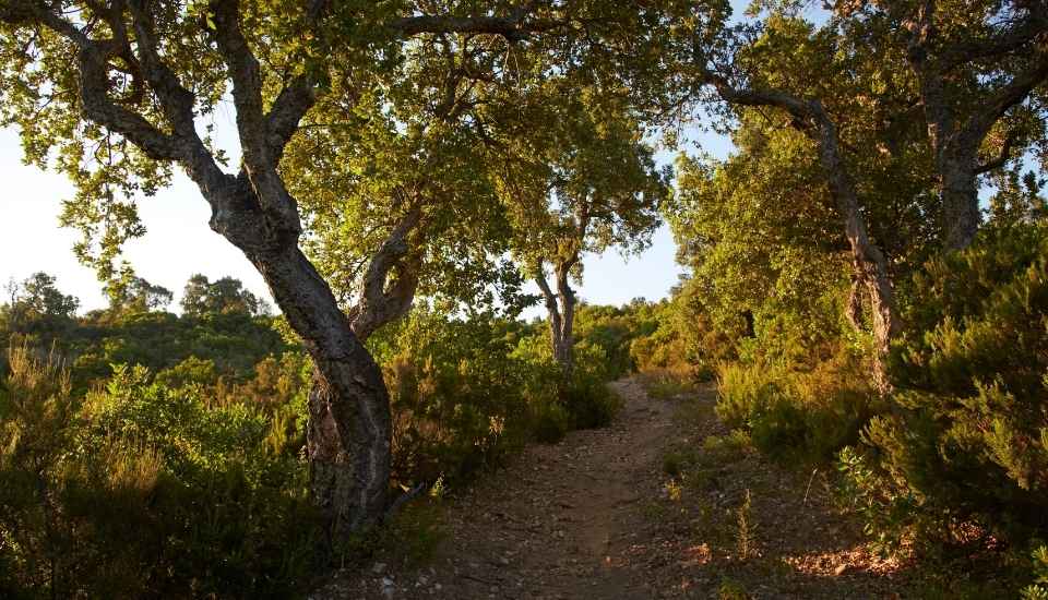 La UE publica una guía para aplicar la norma contra la deforestación