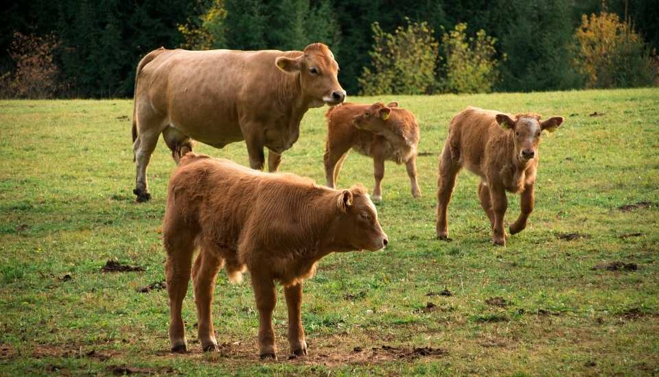 La cabaña bovina extremeña roza las 900.000 cabezas y es la tercera del país