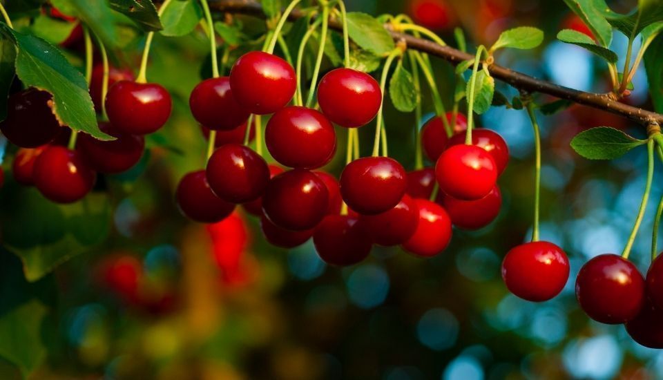 La Agrupación de Cooperativas del Valle del Jerte llama a la calma: la producción de cereza no está en riesgo