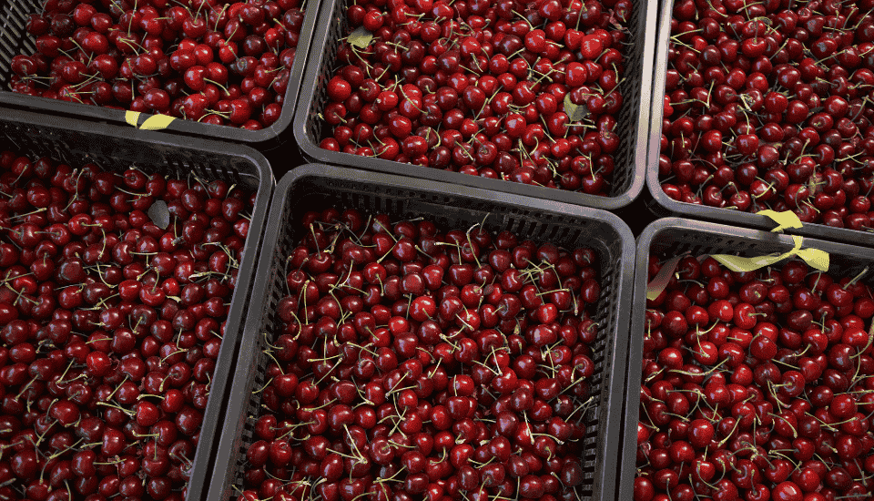 China autoriza la exportación de cereza española