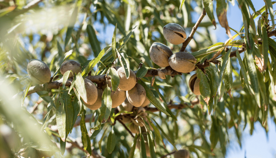 Agricultura eleva a 19 millones de euros el pago de ayudas a productores de frutos de cáscara afectados por la sequía