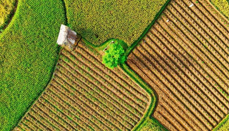 Agroseguro abona ya más del 80 % de las indemnizaciones a cultivos herbáceos