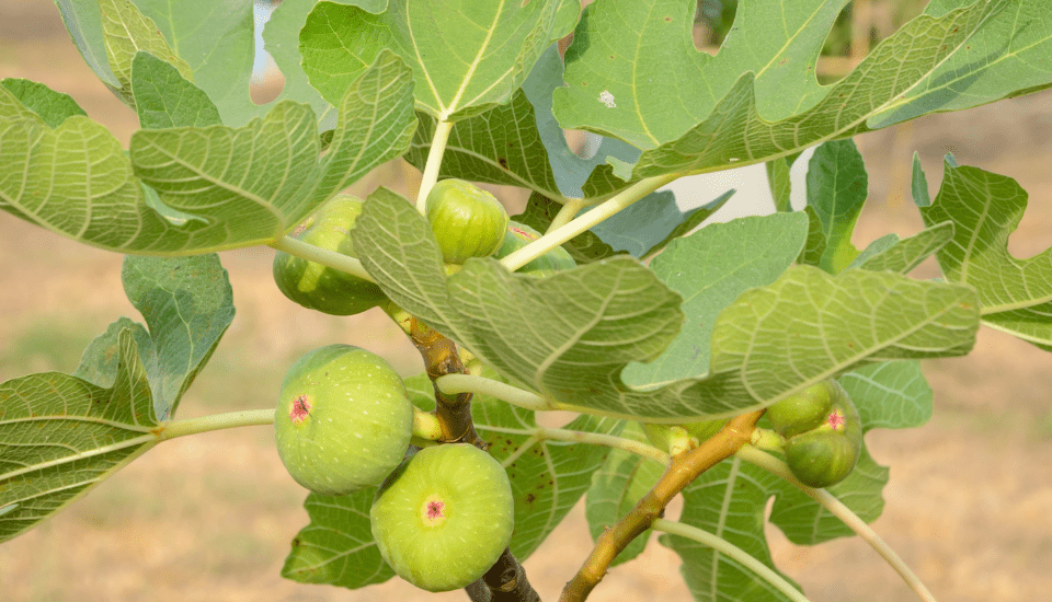 CICYTEX impulsa la agrosilvicultura mediterránea con el cultivo de la higuera