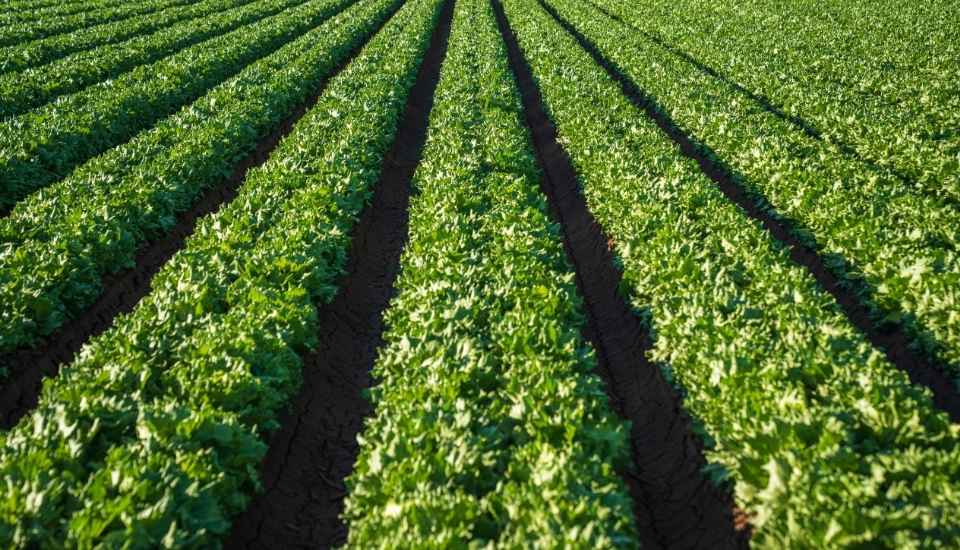 Las exportaciones de frutas y hortalizas frescas crecen en valor un 9 % en el primer semestre