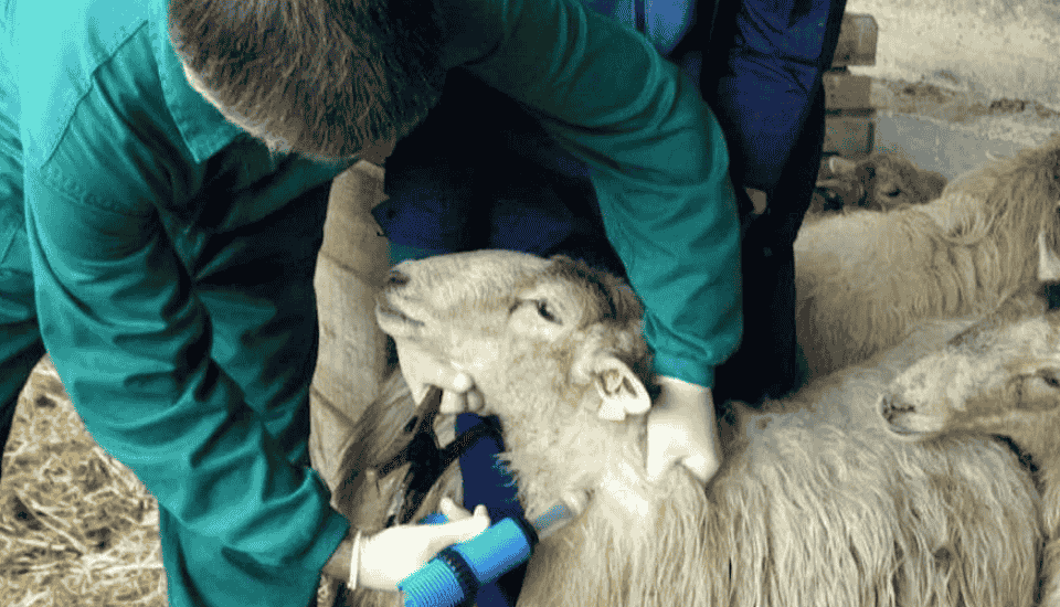 Confirmado un nuevo foco de lengua azul en el norte de Cáceres