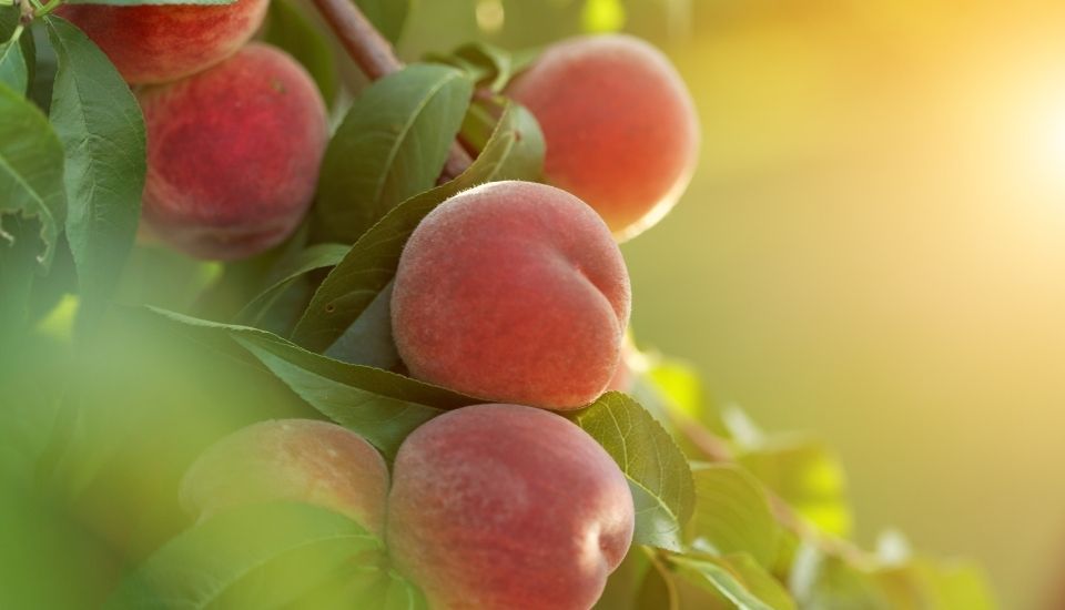 España lidera la producción de hortalizas y frutas en la UE en 2024