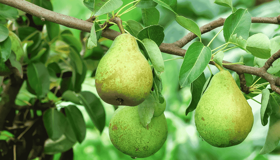 Junta y sector frutícola impulsan un nuevo Plan Estratégico de la Fruta