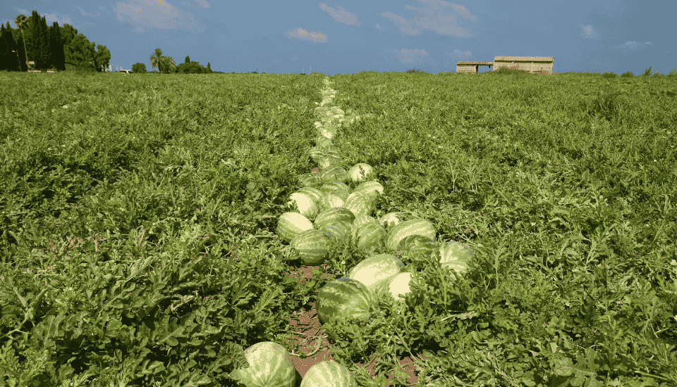 Cultivo de sandia. Foto: Extremadura Agro
