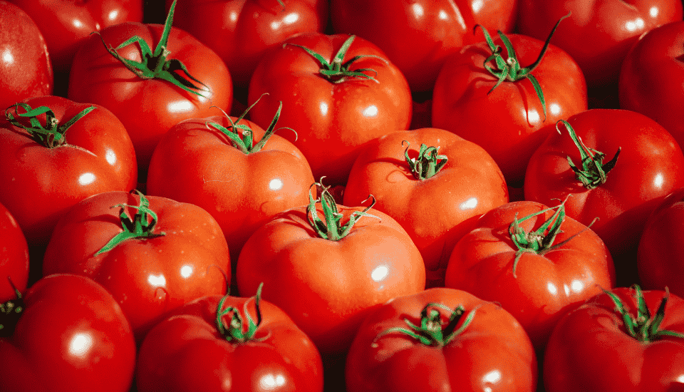 El tomate, oro rojo de Extremadura
