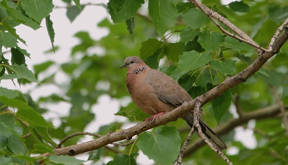 Extremadura lidera en España el seguimiento de aves migratorias estivales en 2025