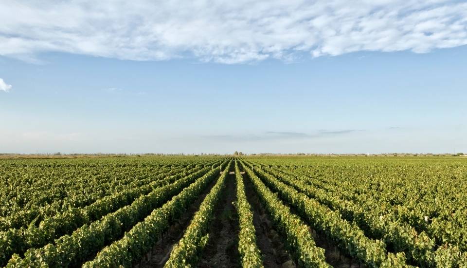 La vendimia en Extremadura prevé una caída del 20 % en uva blanca y del 35 % en tinta