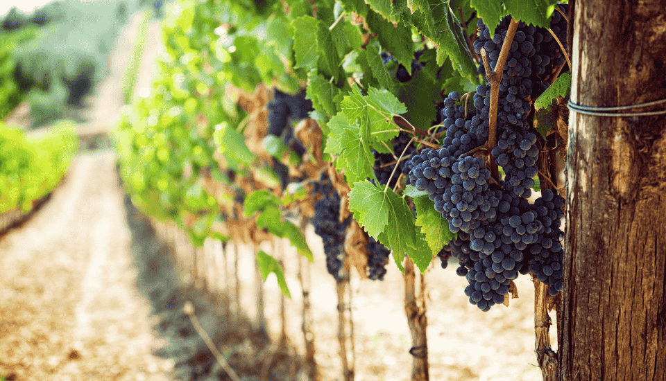 UPA-UCE Extremadura exige a las bodegas de cava cumplir la Ley de la Cadena Alimentaria