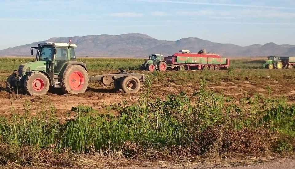 UPA-UCE alerta de pérdidas millonarias en el tomate extremeño