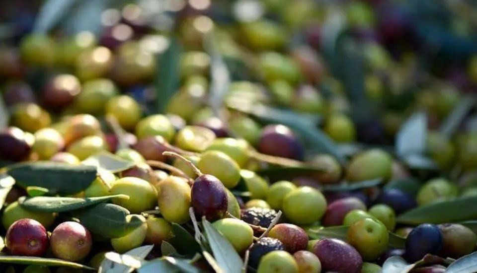 El segundo aforo para la aceituna de mesa augura un fuerte crecimiento de Cacereña y Carrasqueña