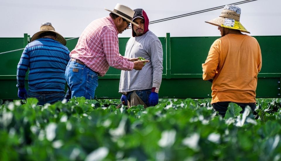 En agosto, desciende el paro en el sector agrario en la región