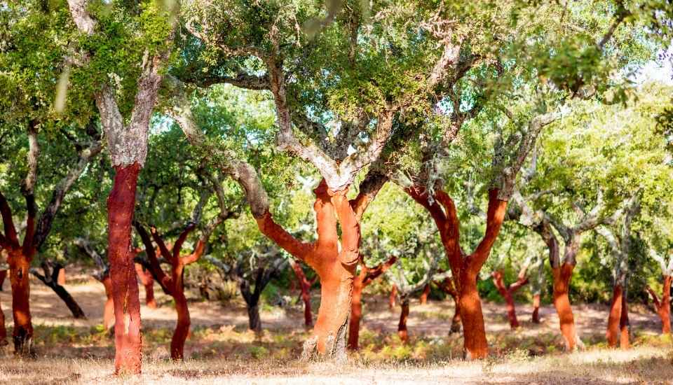 Extremadura concentra el 41 % del alcornocal español