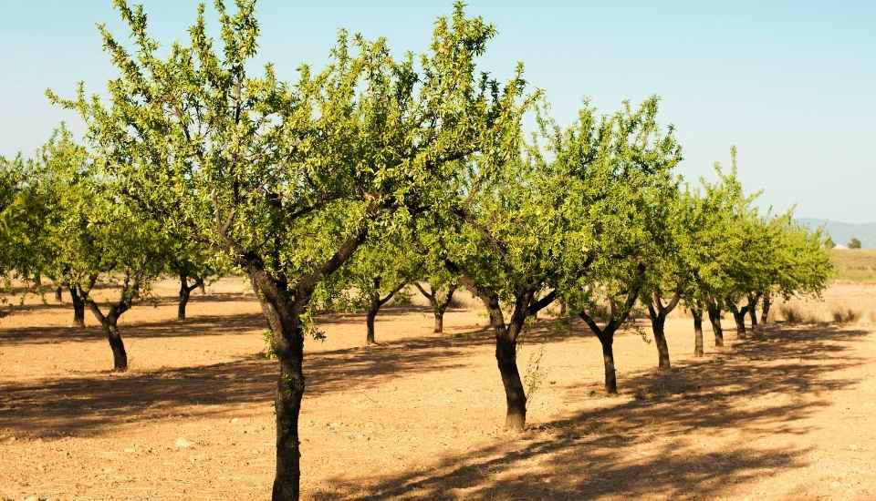 El Gobierno aprueba 3,5 millones en ayudas urgentes para agricultores, ganaderos y empresas turísticas afectadas por los incendios