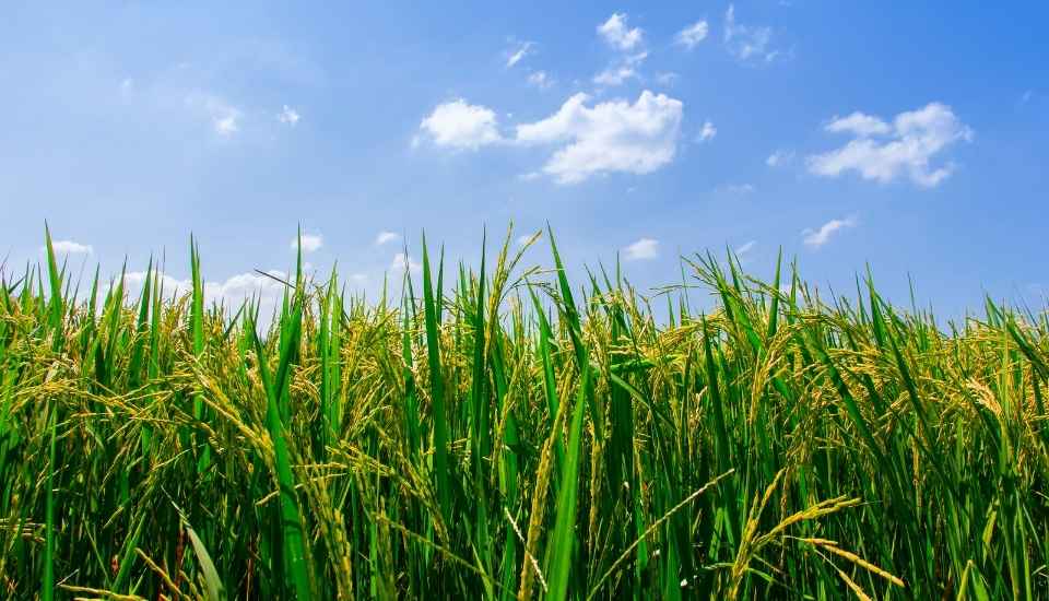 Apag Extremadura Asaja denuncia el “hundimiento” del arroz y acusa a Bruselas de inacción
