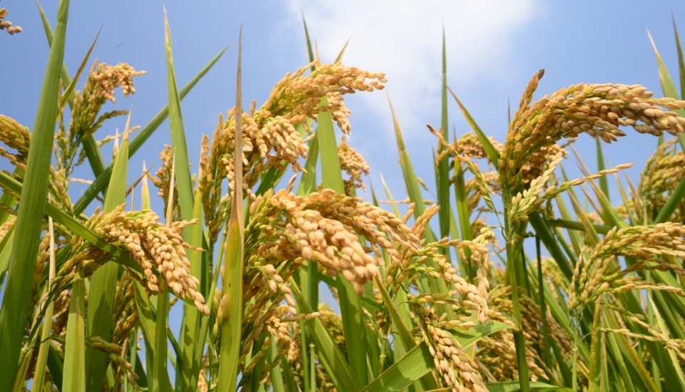 La Junta actualiza el Observatorio de Precios con estudios de costes de arroz y aceituna
