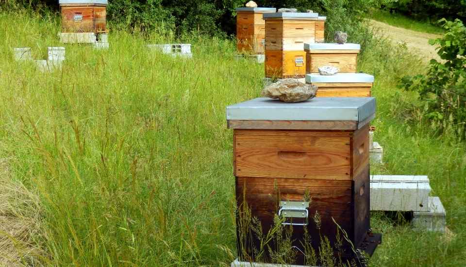 Extremadura concentra el 15 % de la producción nacional de miel en 2024