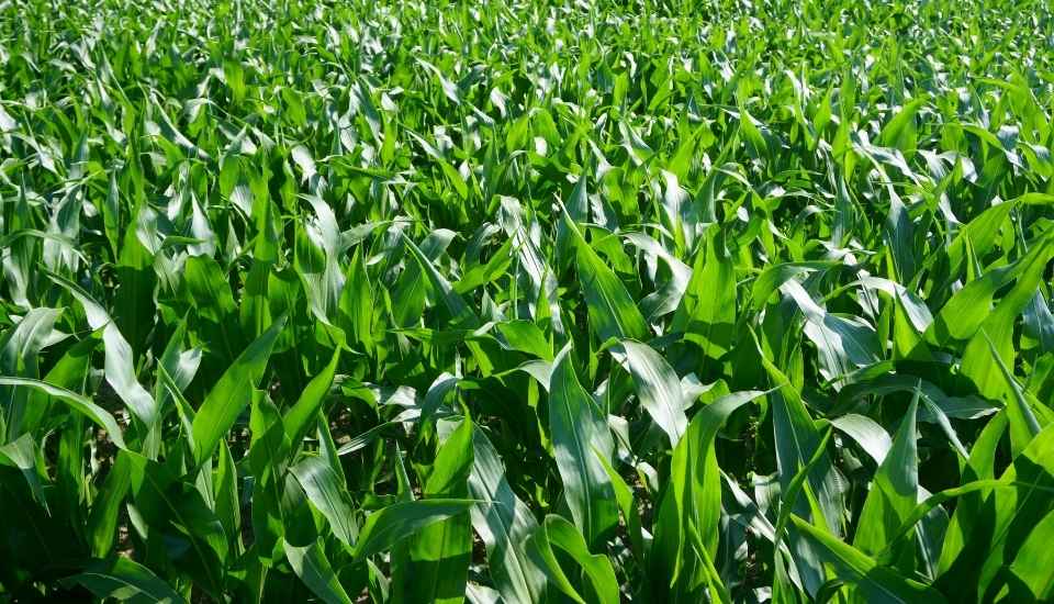 El campo europeo considera insuficientes las garantías del pacto con Mercosur