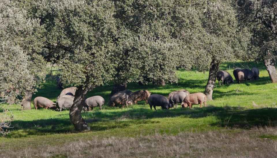 El Consejo Regulador de la DOP Dehesa de Extremadura fija sus prioridades para los próximos cuatro años