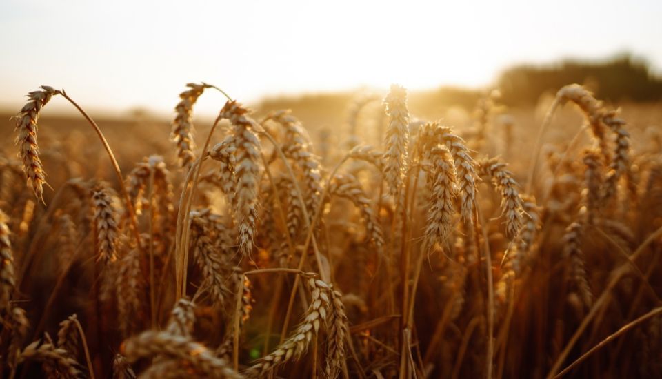 Abierto el plazo para contratar el seguro agrario de cultivos herbáceos, olivar y frutos secos