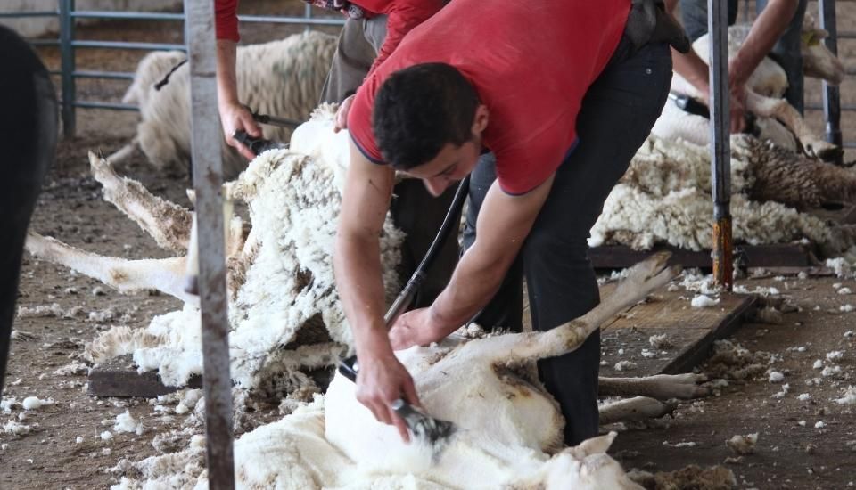 La reapertura del mercado chino impulsa la lana extremeña
