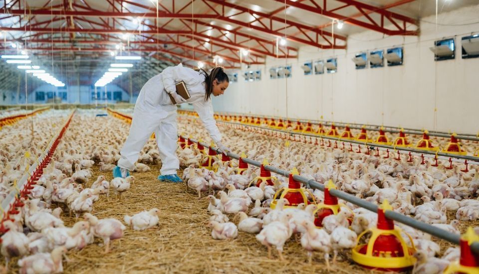 La Comisión Europea abre consulta pública para revisar la legislación sobre bienestar animal
