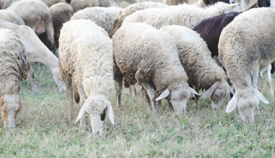 El comité RASVE urge a intensificar la vacunación contra la lengua azul en rumiantes