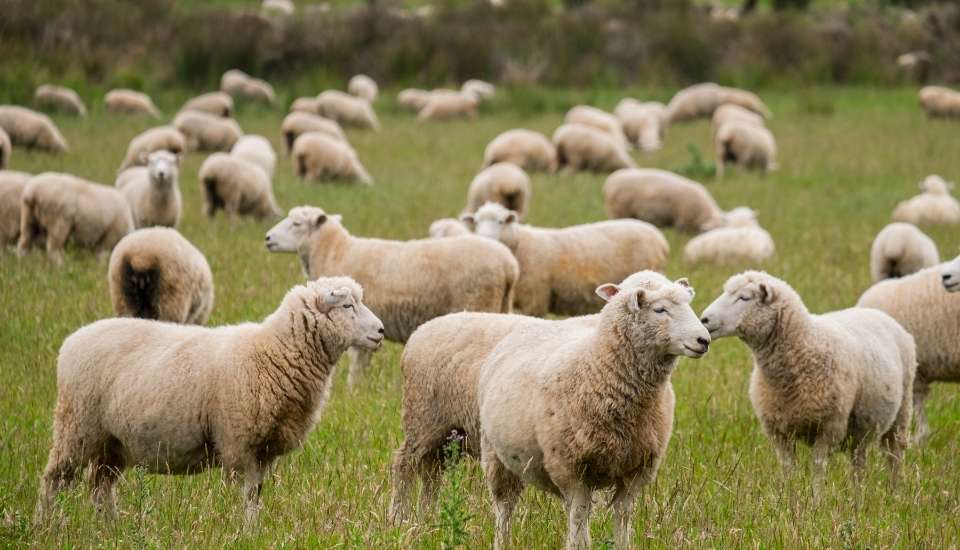 Lengua azul: la ganadería bajo alerta