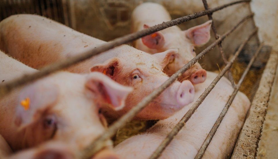 ASAJA rechaza los aranceles de China a la carne de cerdo europea