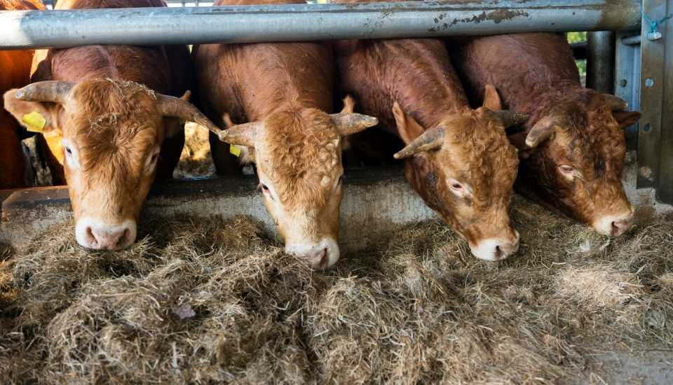 Autorización excepcional para alimentar al ganado ecológico con forraje convencional