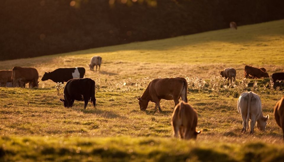 Sanidad Animal confirma dos focos de carbunco bacteridiano en explotaciones bovinas de Alburquerque