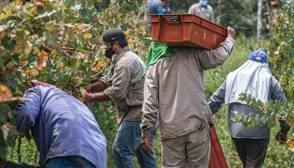 La vendimia española 2025 se ajusta a la baja: se prevén 31,5 millones de hectolitros
