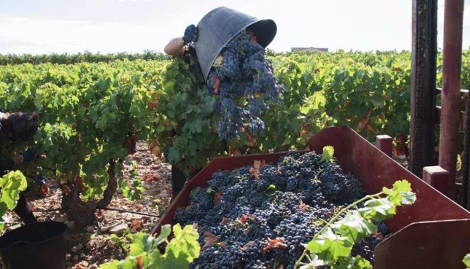 Cooperativas Agro-alimentarias de España ha revisado a la baja su previsión de vendimia para la campaña 2024/2025, situándola en 34 millones de hectolitros de vino y mosto