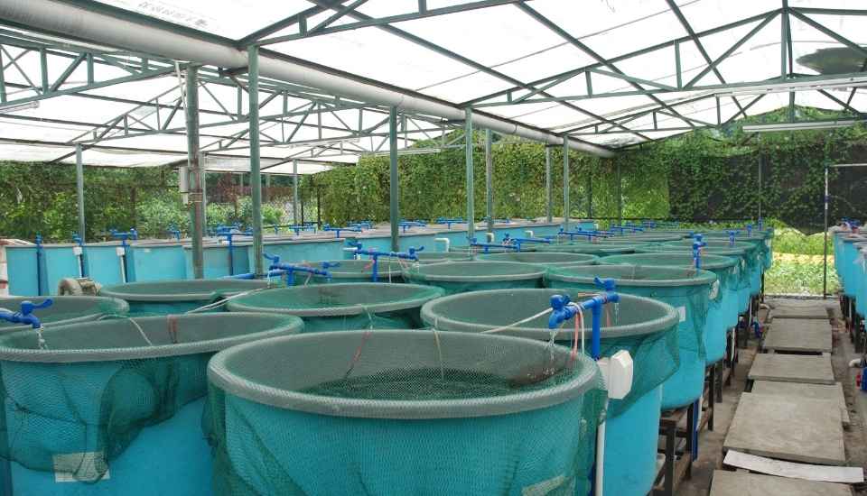 La Junta lanza ayudas de hasta 36.000 euros para acuicultura