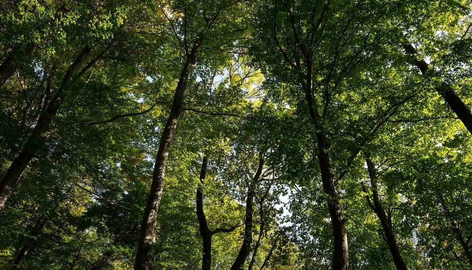 La Comisión Europea propone ajustes para aplicar el Reglamento sobre deforestación
