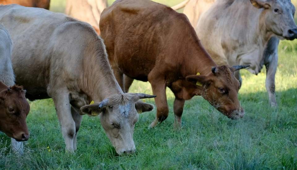 Extremadura recibirá 1,75 millones para programas contra la tuberculosis bovina