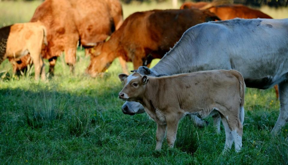 Confirmado un tercer foco de carbunco bacteridiano en Extremadura en 2025