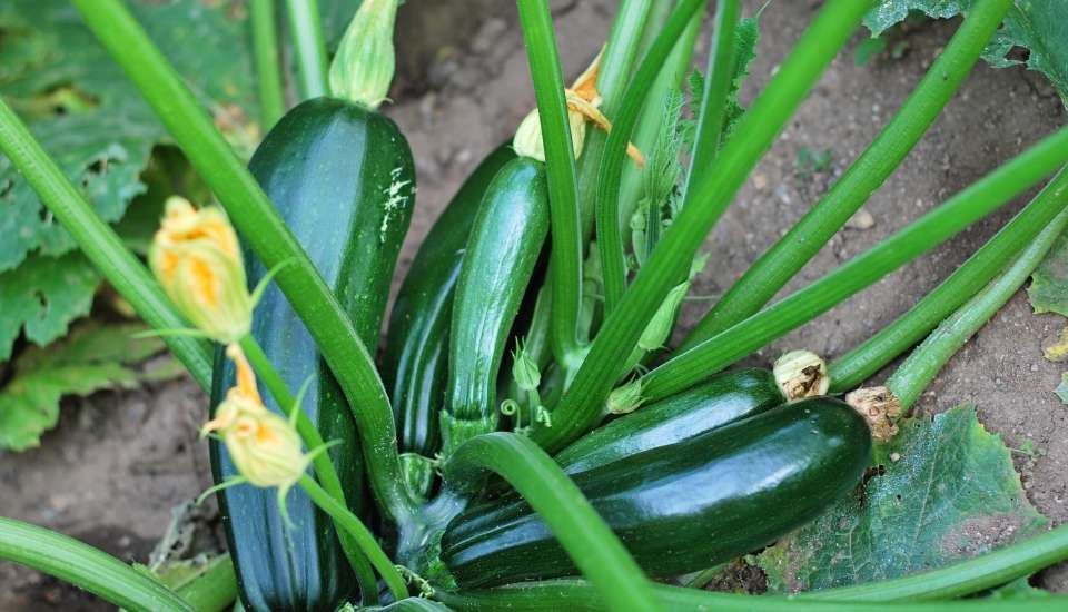 La Junta abona más de 22 M€ a los productores de frutas y hortalizas