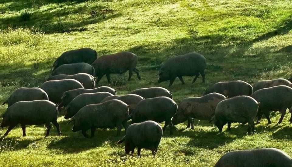 Dehesa de Extremadura muestra su desacuerdo con la autorización a Guijuelo para vender jamones 50 % ibéricos