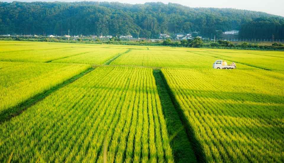 El arroz extremeño enfrenta una campaña crítica entre bajos precios y competencia extranjera