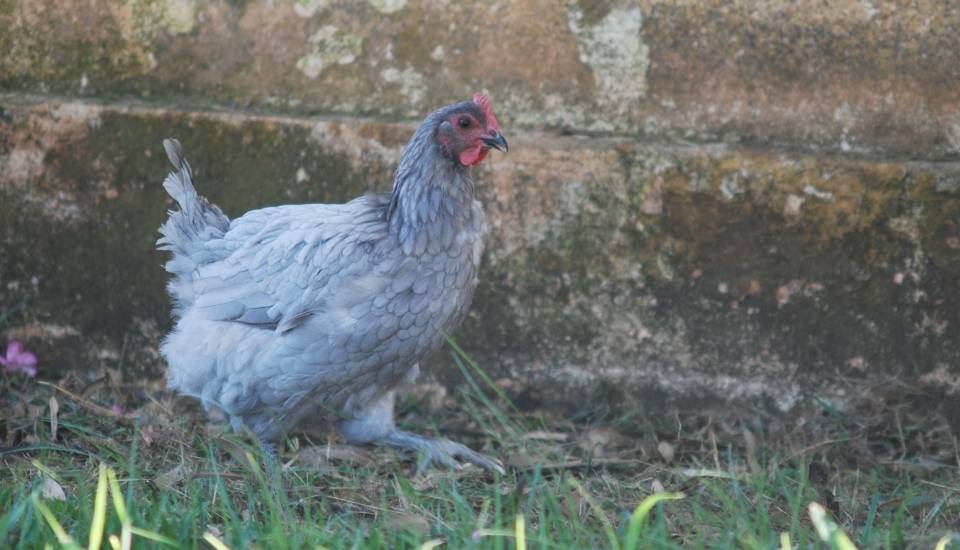 Ya se pueden solicitar las nuevas ayudas para la cría de razas ganaderas autóctonas