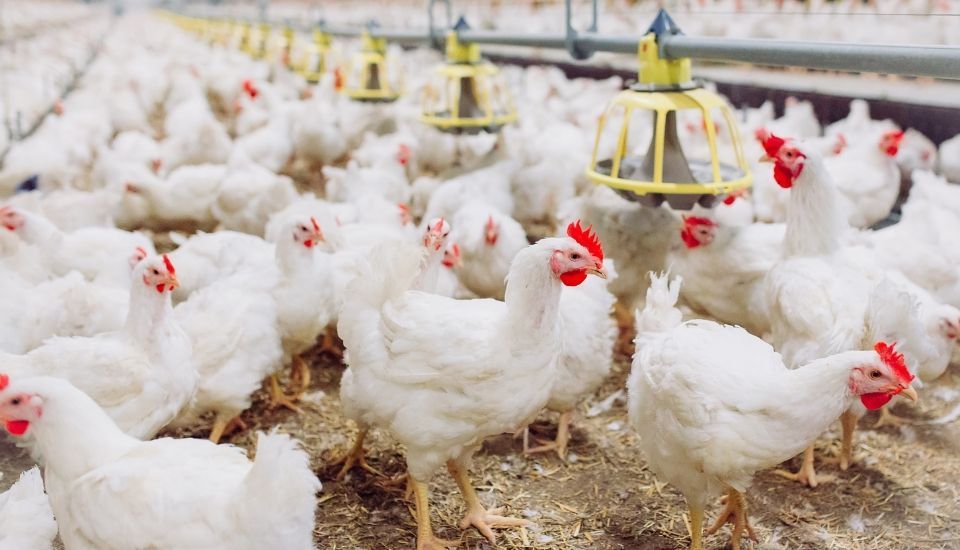 Confirman un brote de gripe aviar en una granja con más de 727.000 gallinas en Valladolid